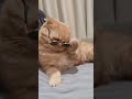 funny cat videos cute cat videos cute animals funny cat #shorts
