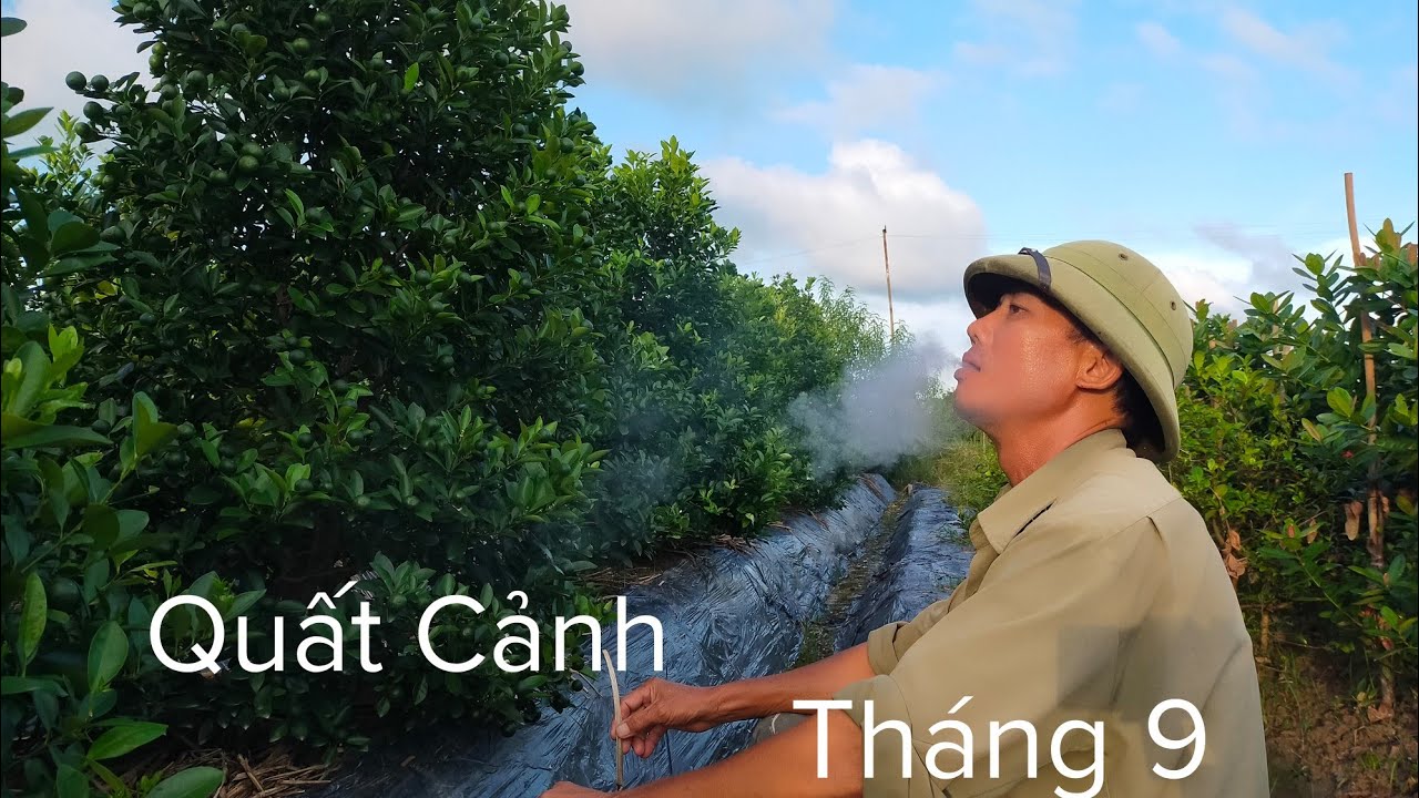 Quất cảnh tháng 9 và cách khắc phục thiếu quả