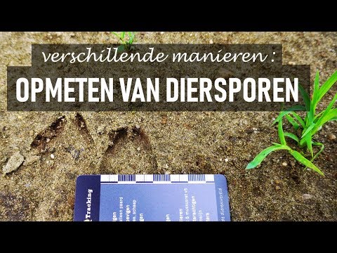 Video: Hoe De Naam Van De Track Te Achterhalen?