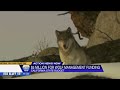California budget sets aside $5M for gray wolf conflicts