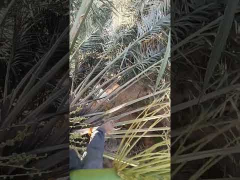 موسم تخفيف العذوق و قطع بعض العذوق في النخلة شهر مايو 2023 في الاحساء المملكة العربية السعودية