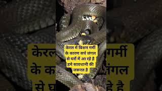 #viral #video #news #keral सावधान रहे बिस्तर देखकर सोए🙏