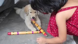 Joyful Dandiya Practice Kid and Golden Retriever Puppy Fun Together! #goldenretriever #puppy #dog