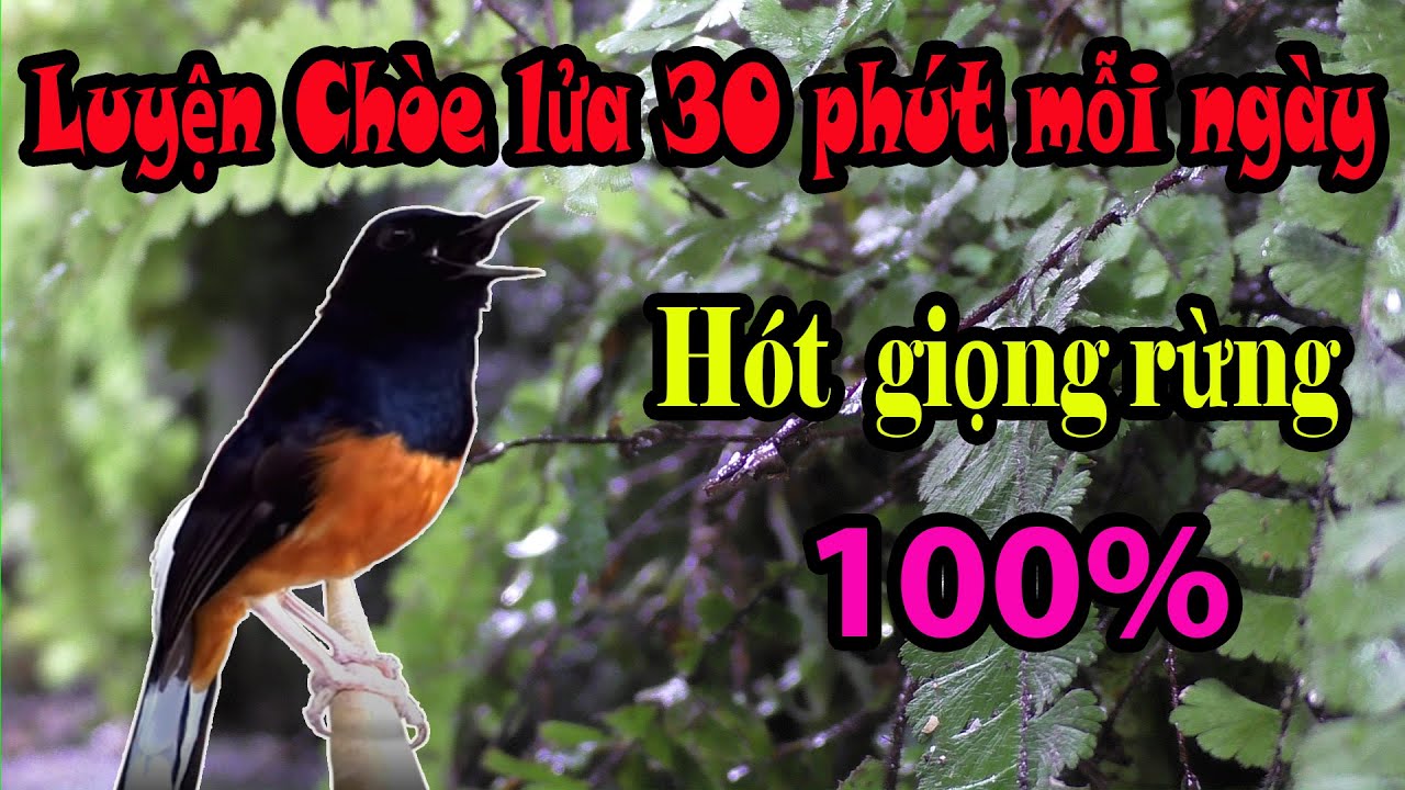 Luyện giọng chích chòe lửa hót giọng rừng - Murai Batu Juara Durasi Panjang Gacor Untuk Masteran #32