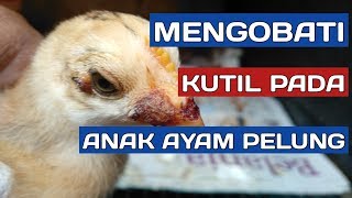 CARA MENGOBATI KUTIL PADA ANAK AYAM PELUNG