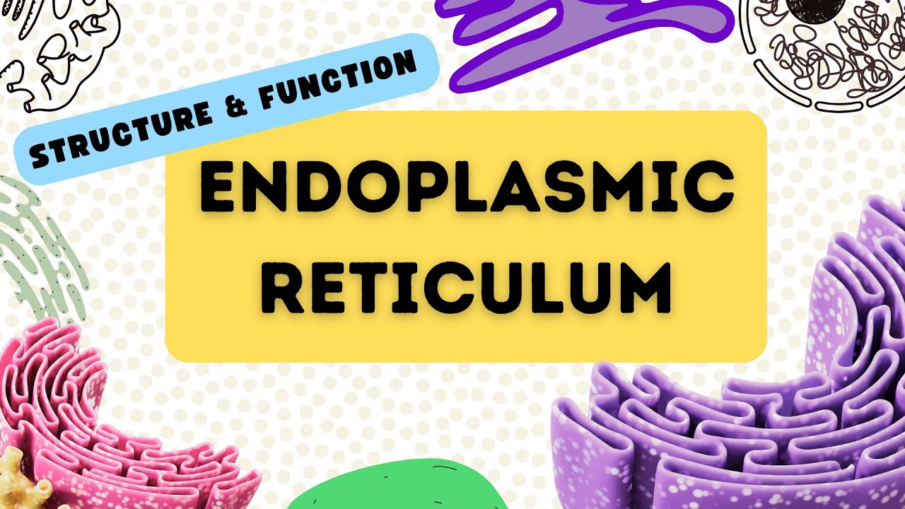 Endoplasmic Reticulum class 11 biology - YouTube
