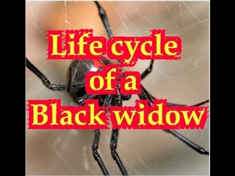 What are the stages in the life cycle of a spider?