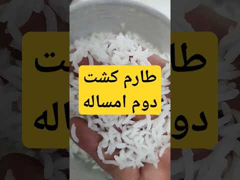 طارم کشت دوم معطر امساله عمده و خرده با قیمت مناسب