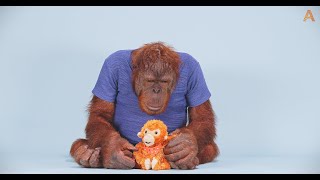 Animalia Orangutans Rambo, Prince and Rosie examine some toys ASMR by Animalia 7,014 views 6 months ago 1 minute, 15 seconds