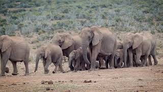 Animal Names and Sounds | Wild Animals | Forest Animals #animals