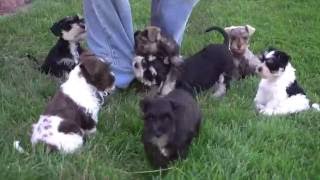 Miniature Schnauzer Puppies for Sale from www.dyerfarms.com(, 2016-07-21T19:25:15.000Z)