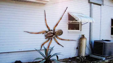 ¿Existieron las arañas enormes?