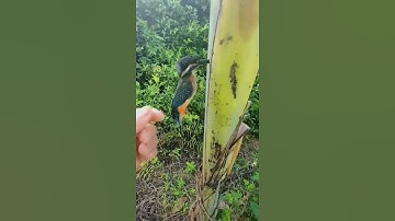 Oops! It seems like this Kingfisher got stuck in the trunk of a tree 😅