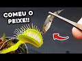 O que ACONTECE se Uma PLANTA CARNÍVORA COMER um PEIXE VIVO?