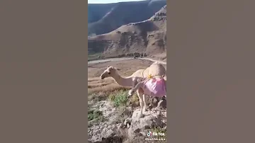 عاشت المهرة 
