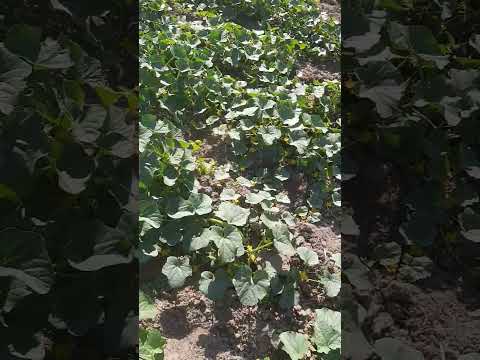 حصاد العجور او القثاء