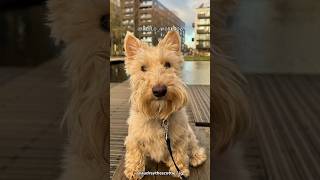Scottish Terrier | The Braveheart Dog
