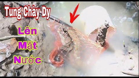 Khu Rừng Đước Còn Nhiều Cá Thòi Lòi “Khủng” Đặt Cá Thòi Lòi Trong Rừng Đước || @Đoàn 39 Vlog