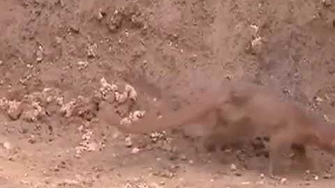 King cobra big battle in the desert mongoose and the unexpected/ most