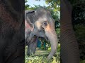 Look how the elephant is eating grass with its trunk in the park in Thailand..🐘#thailand #shortsfeed
