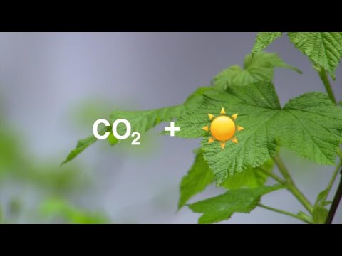 Video: Hvordan bidrar karbondioksid til fotosyntesen?