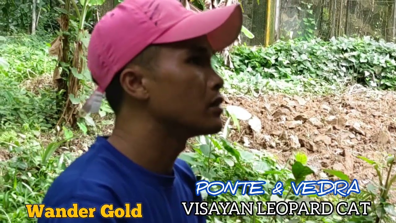 Wander Gold Re-Visiting PONTE & VEDRA (VISAYAN LEOPARD CAT)