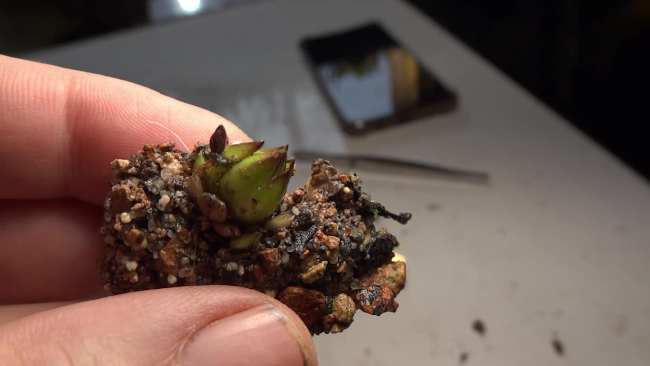 Pinguicula vallisneriifolia multiplicación por gemas, puesta de Bufo spinosus