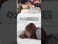 半分踊ってみた動画、半分イッヌ動画 【Hearst2Hearts FOCUS】