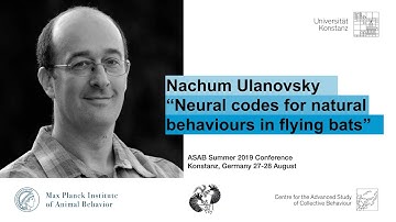 Nachum Ulanovsky - Neural codes for natural behaviours in flying bats | ASAB Summer 2019