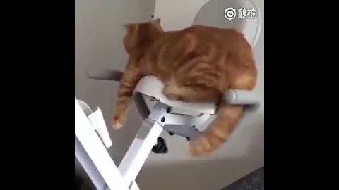 Watch the video about Cat Series