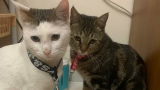 They Become Best Friends | Rescue Cats #cats #pets by Tommy&Barbie Cat Channel 114 views 11 months ago 1 minute, 2 seconds