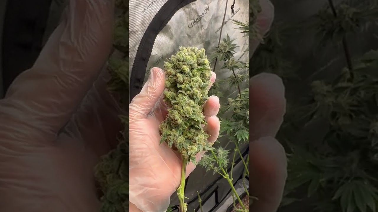 💜🍋 Purple Lemonade by 