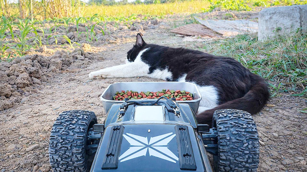 Delivering Food to Homeless Dogs & Cats | Giving Food, Giving Hope to Street Dogs & Cats