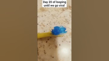Day 20 of looping until we go viral #looping #loop #loops #shorts #short #youtubeshorts