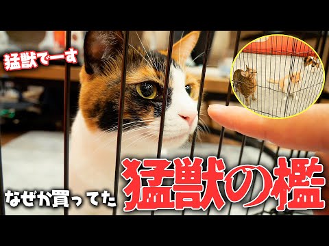 逃げるネコ hqdefault.jpg