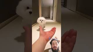 Olcute cute funny animalsilovegadgets football crushingtime memes