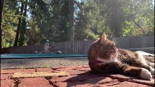 Shadow enjoying the fall weather. by Shadow the Manx and Daisy Doggo 69 views 1 year ago 1 minute, 26 seconds