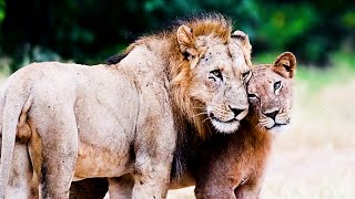 Wild Lion and Elephant Encounters | The Lion Whisperer