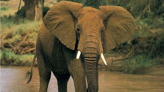 لن تصدق كم شهرًا يحمل الفيل؟|تعرف على مدة حمل الحيوانات |How long is pregnancy in animals 