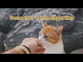 4 Science Based Ways To Praise Your Cat And Build Trust 4 Science Based Ways To Praise Your Cat And Build Trust