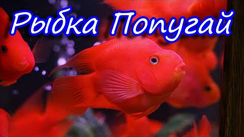 Аквариумная рыбка попугай: уход и содержание