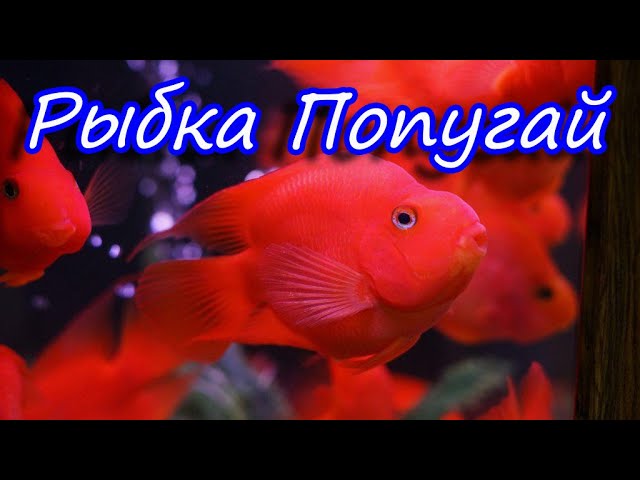 Аквариумная рыбка попугай: уход и содержание