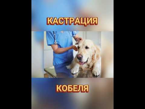 Видео: Кога кастриран лабрадор ретривър?