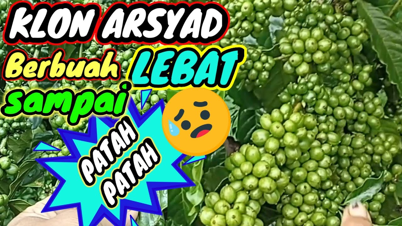 Hati-hati Lebatnya kopi klon arsyad bikin CEMAS, kopi arsyad berbuah lebat