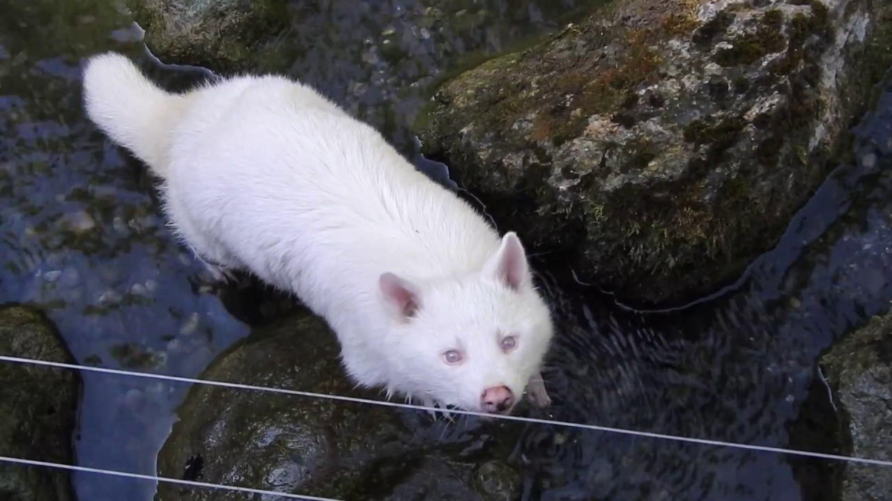 川で歩くアルビノのアライグマ Albino Raccoon 2018 0701 - YouTube