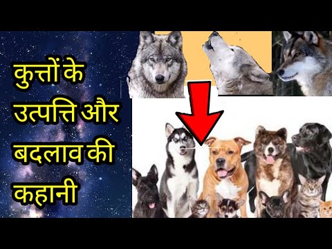 कुत्तों की उत्पत्ति कैसे हुई | Where do our dogs come from? | Evolution of dog in Hindi | dog story