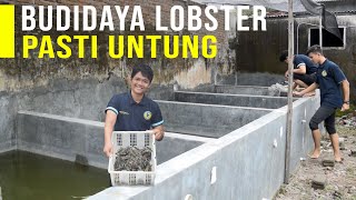 Harga Masih Tinggi Budidaya Lobster Pasti Untung