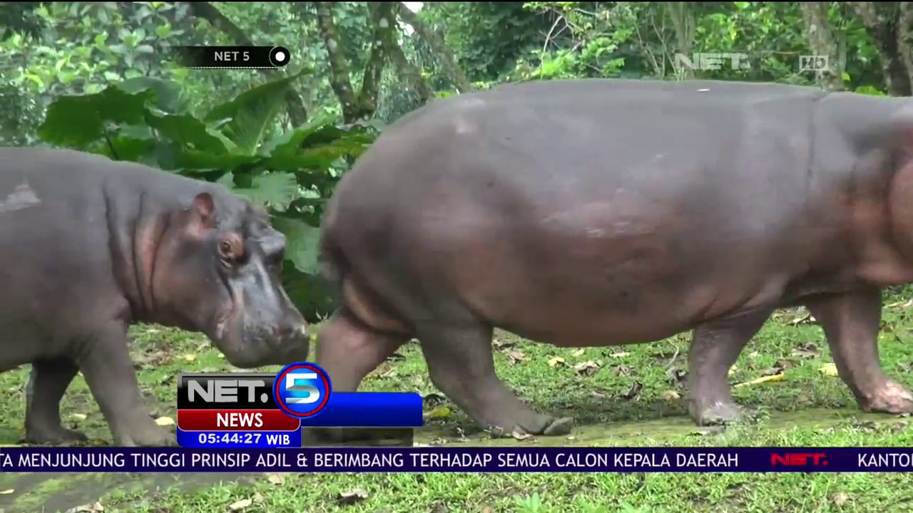 Seekor Bayi Kuda Nil Lahir di Taman Safari Prigen NET5 