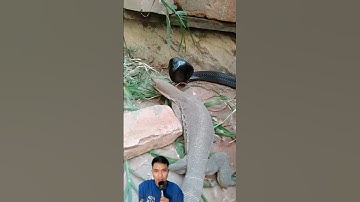 Kỳ đà nước và rắn hổ mang chì con nào sẽ thắng #snake