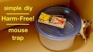 Diy Simple Harm-Free Mousetrap ( that works ! )